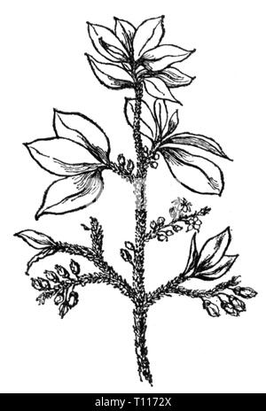 botany, Coca, hiscoca bush (Erythroxylum Coca), branch and leaves, drawing, 20th century, Additional-Rights-Clearance-Info-Not-Available Stock Photo