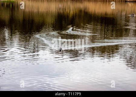 Wild ducks are swimming and flying in a small lake in public walking park in wilmslow. Stock Photo