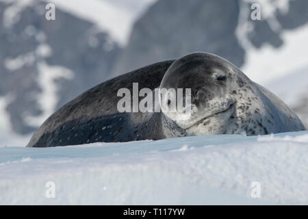 Antarctica. Cuverville Island located within the Errera Channel between Ronge Island and the Arctowski Peninsula. Leopard seal on iceberg. Stock Photo