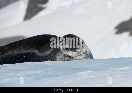 Antarctica. Cuverville Island located within the Errera Channel between Ronge Island and the Arctowski Peninsula. Leopard seal on iceberg. Stock Photo