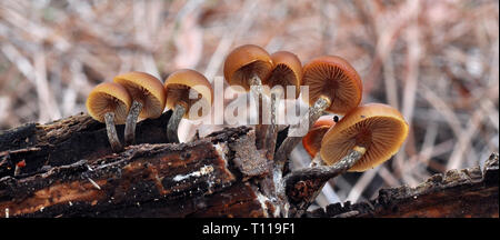 Galerina marginata is a small brown  poisonus gill mushroom,found in the european  forests on dead wood in groups.It is  known as funeral bell. Stock Photo