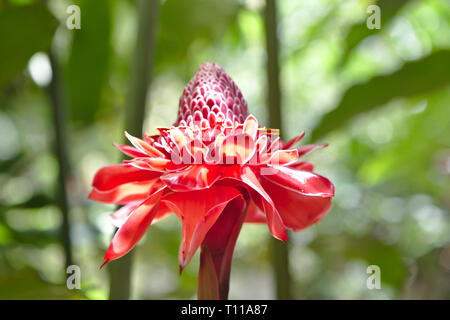 Large Red Torch Ginger Flower of Tobago Stock Photo