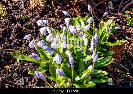 Snowdrops spring flowers isolated with a blurred background Stock Photo