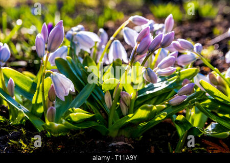 Snowdrops spring flowers isolated with a blurred background Stock Photo