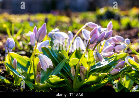 Snowdrops spring flowers isolated with a blurred background Stock Photo