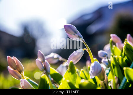 Snowdrops spring flowers isolated with a blurred background Stock Photo