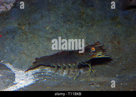 Green tiger prawn (Penaeus semisulcatus) Stock Photo