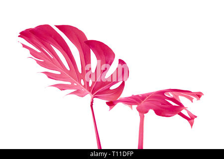 Pink leaves of monstera on a white background. Palette of purple tropical leaves monstera in the style fine art. Stock Photo