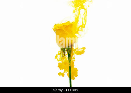 Yellow rose inside the water on a white background whith yellow acrylic paints. Watercolor style and abstract spring image of flower. Stock Photo