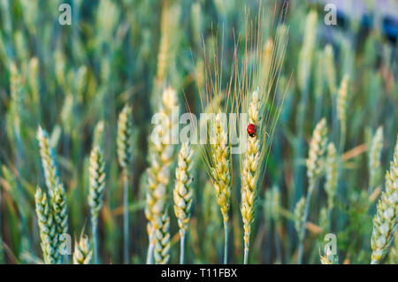ear of wheat, insect ladybug on a spikelet Stock Photo