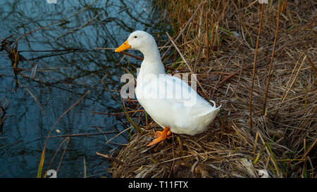 Large Heavy White Aylesbury, Pekin.Peking Ducks, white feathers and yellow bills on pond Stock Photo