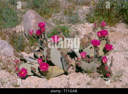 USA, California, Anza Borrego Desert State Park, Beavertail cactus (Opuntia basilaris) in bloom.