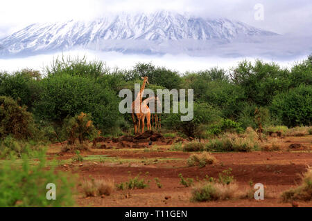 Wild giraffes in Tsavo National Park. Kenya Stock Photo