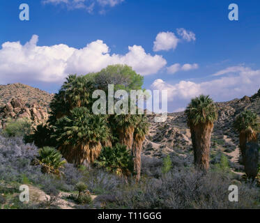 USA, California, Joshua Tree National Park, Oasis of California fan palm (Washingtonia filifera) at Cottonwood Spring. Stock Photo