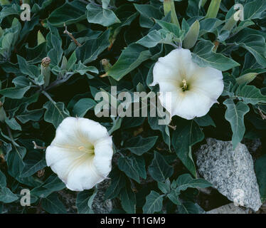 USA, California, Joshua Tree National Park, Sacred datura an invasive, poisonous perennial blooms on alluvial fan at base of Cottonwood Mountains. Stock Photo