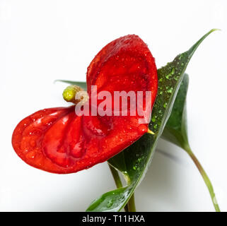 Red anthurium. Flamingo flower, isolated on a white background. Stock Photo