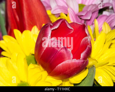 Red tulip in the middle of a spring colorful bouquet of fresh flowers. Stock Photo