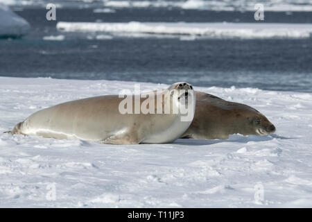 Antarctica, below the Antarctic Circle, Crystal Sound. Two Crabeater seals (Lobodon carcinophagus) on floating iceberg. Stock Photo
