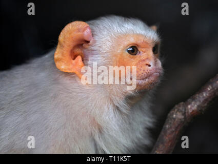 Silvery Marmoset (mico argentatus) Stock Photo