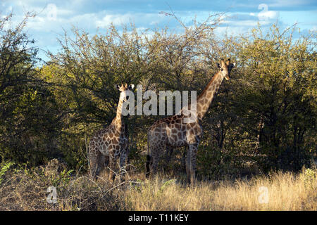 herd of giraffe grazing on tree, Moremi Game reserve, Okavango Delta