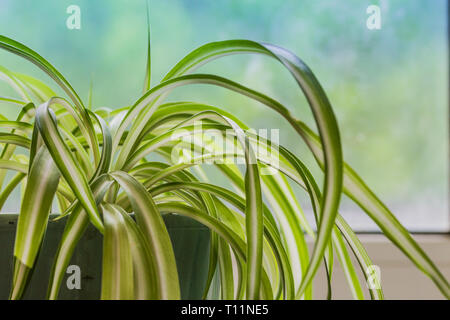 Chlorophytum indoor potted plant close-up sunny day image Stock Photo