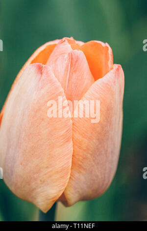 Orange Tulip Flower Close-Up - Macro Outdoors Stock Photo
