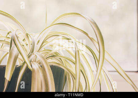 Chlorophytum indoor potted plant close-up pastel processing stock image Stock Photo