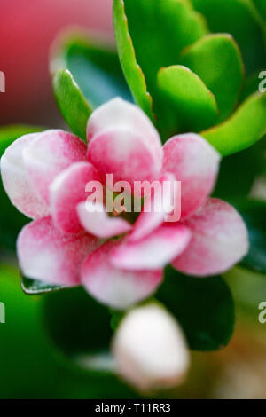 little pink flower with green leaves Stock Photo