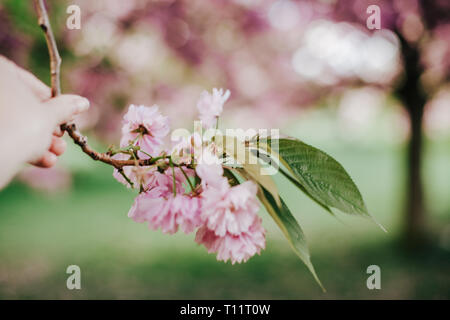photo of womans hand holding blossoming tree brunch with pink flowers on bokeh green and pink background Stock Photo