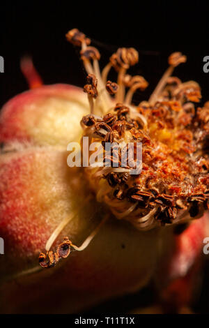 faded bud without leaves Stock Photo