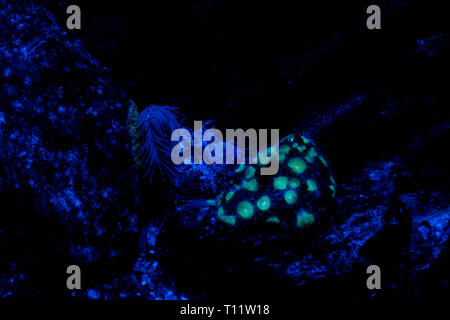 A blue fluorescent anemone underwater against a black background Stock Photo