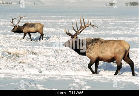 Two bull elks with impressive antlers move through the snow foraging for food in the National Elk Refuge in Jackson Hole, Wyoming, USA. Some 5,000 to 7,000 elks annually migrate from the surrounding high country to this 24,700-acre (9996-hectare) wildlife sanctuary in the valley, which is the winter home for this large herd of Rocky Mountain elk. Visitors can view the magnificent animals from horse-drawn sleighs that tour the refuge every day from mid-December to early April. Stock Photo