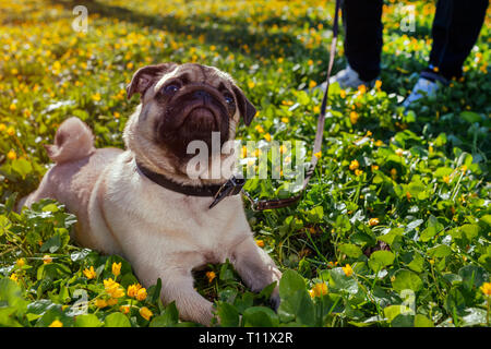 Woman walking pug dog in spring forest. Happy puppy lying among yellow flowers and grass in the morning and looks up Stock Photo