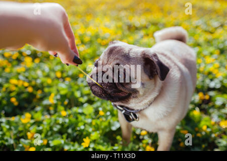 Woman playing with pug dog. Puppy caught flower. Dog walks in forest among yellow flowers. Happy pug dog Stock Photo