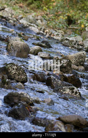 Rocky River Flowing Through Snowdonia National Park, Wales Stock Photo