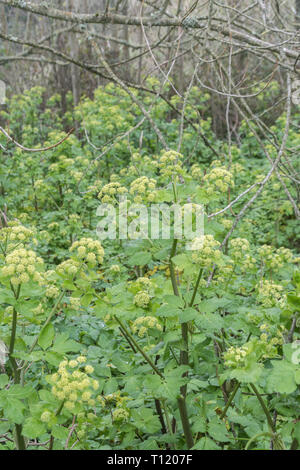 Patch of Alexanders / Smyrnium olusatrum in Cornwall hedgerow. Alexanders is a foraged food, once grown for food, an Umbellifer, & part carrot family Stock Photo