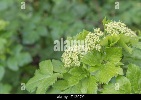 Patch of Alexanders / Smyrnium olusatrum in Cornwall hedgerow. Alexanders is a foraged food, once grown for food, an Umbellifer, & part carrot family Stock Photo