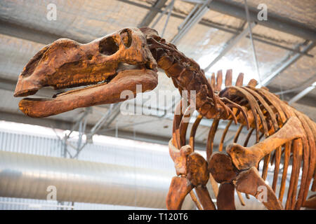 Muttaburrasaurus is a ornithopod dinosaur, which lived in what is now western Queensland, Hughenden,  112 million years ago Stock Photo