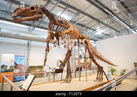 Muttaburrasaurus is a ornithopod dinosaur, which lived in what is now western Queensland, Hughenden,  112 million years ago Stock Photo