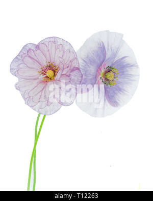 Pandora Poppy, a beautiful annual poppy photographed with backlighting. Stock Photo