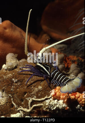 Painted spiny lobster (Panulirus versicolor) Stock Photo