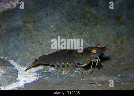 Green tiger prawn (Penaeus semisulcatus) Stock Photo