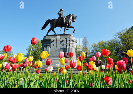 George Washington Statue in Boston Public Garden on a beautiful spring day. Focus on monument, framed by colorful tulips on flower bed Stock Photo