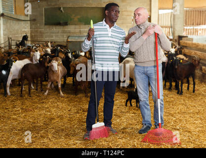Two workers of goats farm discussing breeding in stall Stock Photo