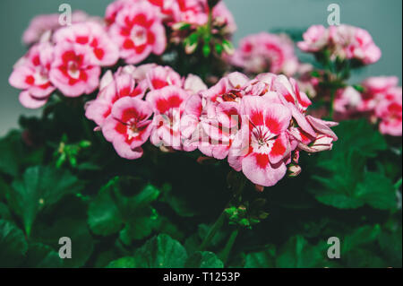 Large shrub of two-color pink geranium with flowers and buds. Close-up. Toned. Stock Photo