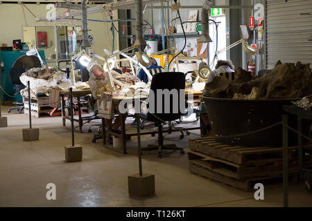 Volunteers extract the bones from rock at the dinosaur bone preparation lab at The Australian Age Of Dinosaurs, Winton, Queensland. Stock Photo