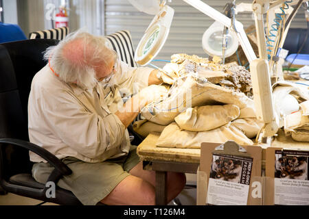 Volunteers extract the bones from rock at the dinosaur bone preparation lab at The Australian Age Of Dinosaurs, Winton, Queensland. Stock Photo