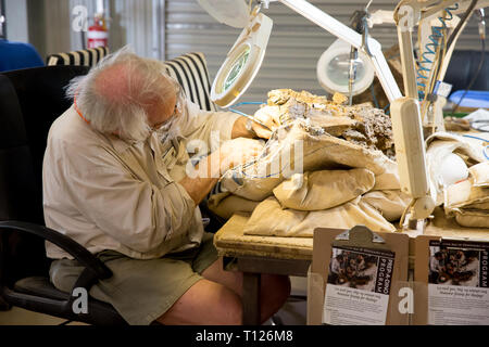 Volunteers extract the bones from rock at the dinosaur bone preparation lab at The Australian Age Of Dinosaurs, Winton, Queensland. Stock Photo