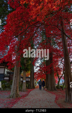 Autmun trees during golden hour in Japan Stock Photo