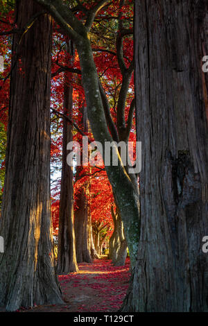 Autmun trees during golden hour in Japan Stock Photo